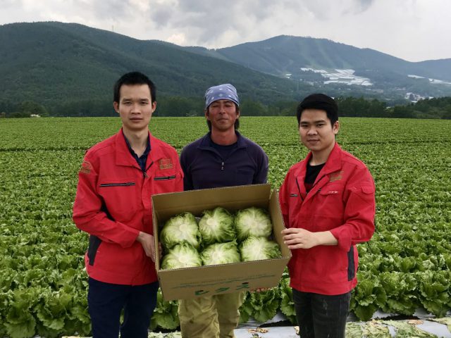 【提携産地研修】長野県菅平高原でレタスの収穫体験