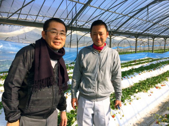 【松野貞文の全国視察レポート】熊本の大玉いちご新品種「ゆうべに」を公開しました