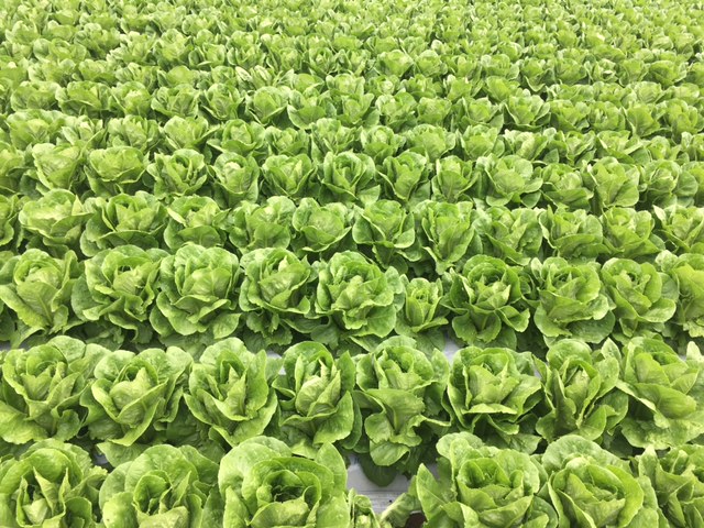 「今が旬！川上村の高原ロメインレタス」提携産地レポート更新