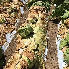 猛暑による産地状況【続報】